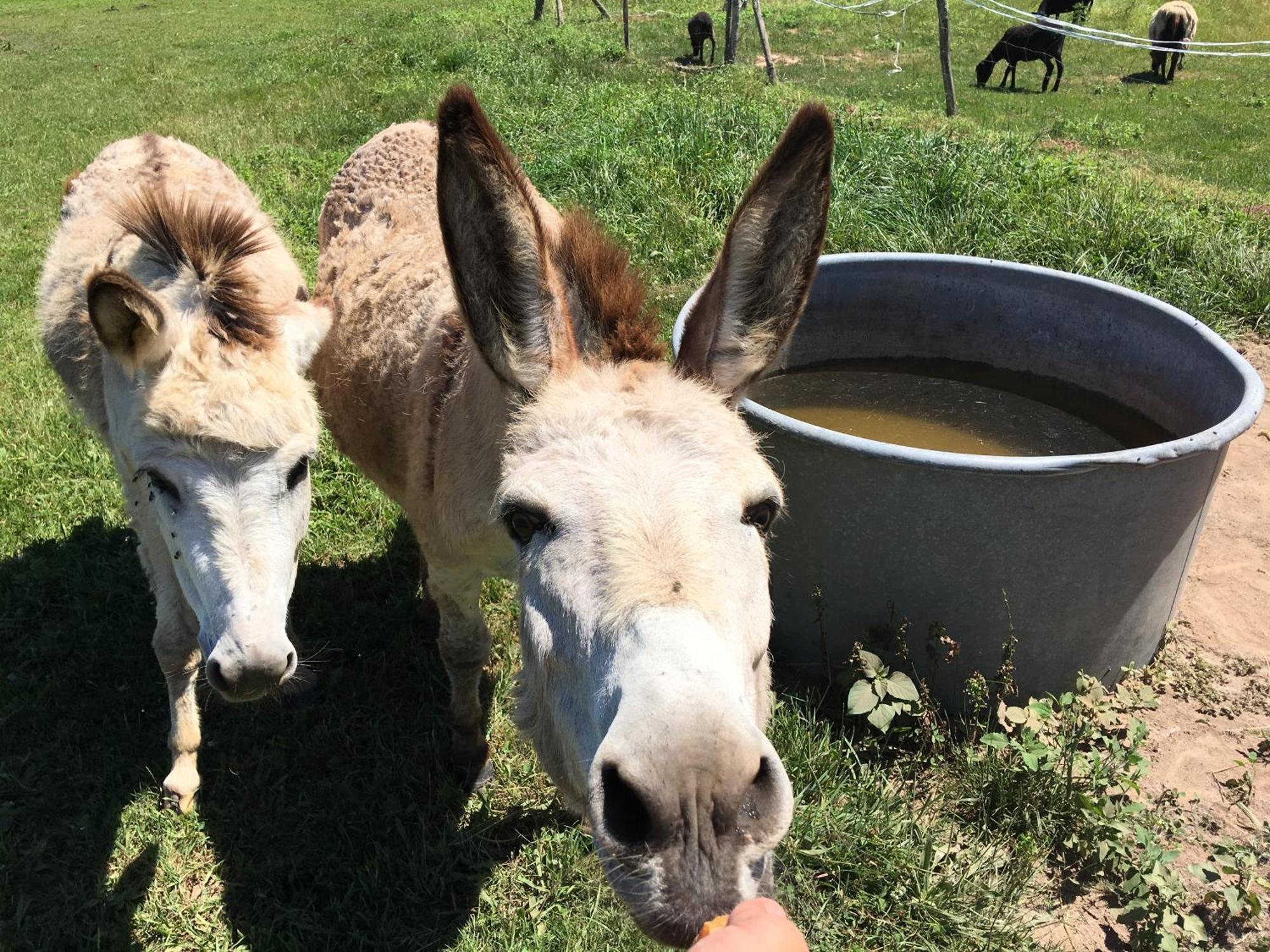 Camping La Ferme De Perdigat Limeuil Eksteriør billede